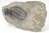 Phacopid (Austerops) Trilobite With Gerastos - Morocco #208941-1